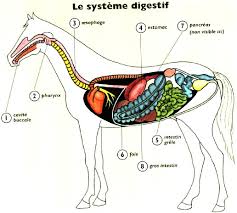 Alim cheval course digestif2